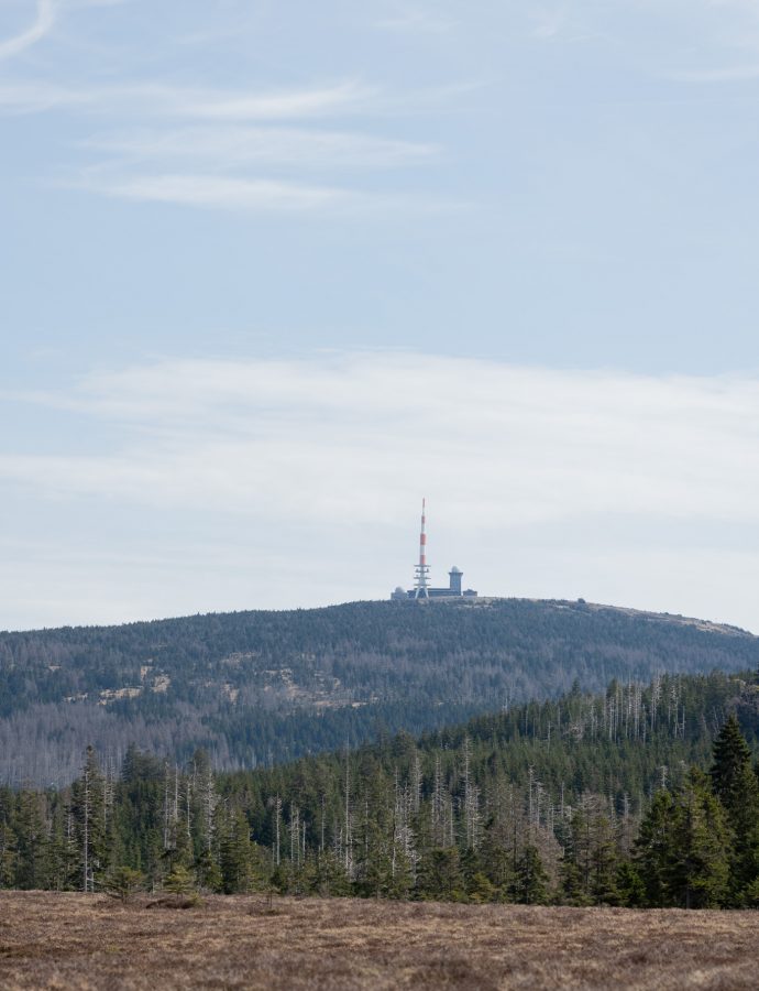 Rund ums Torfhausmoor mit Hund (6,29 km)