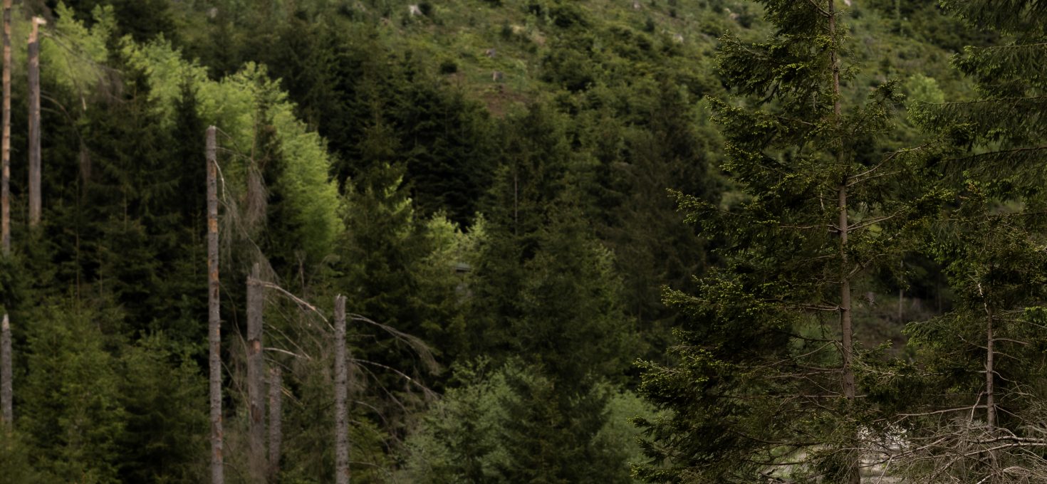 Durch das Hängetal – Bärenbrucher Teich (12,9 km)