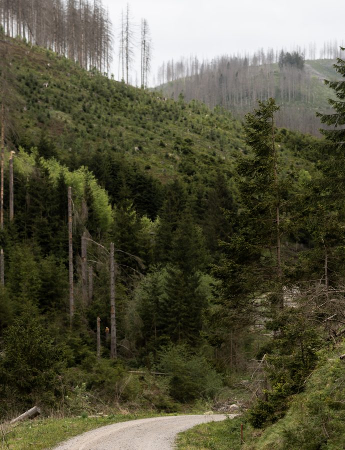 Durch das Hängetal – Bärenbrucher Teich (12,9 km)