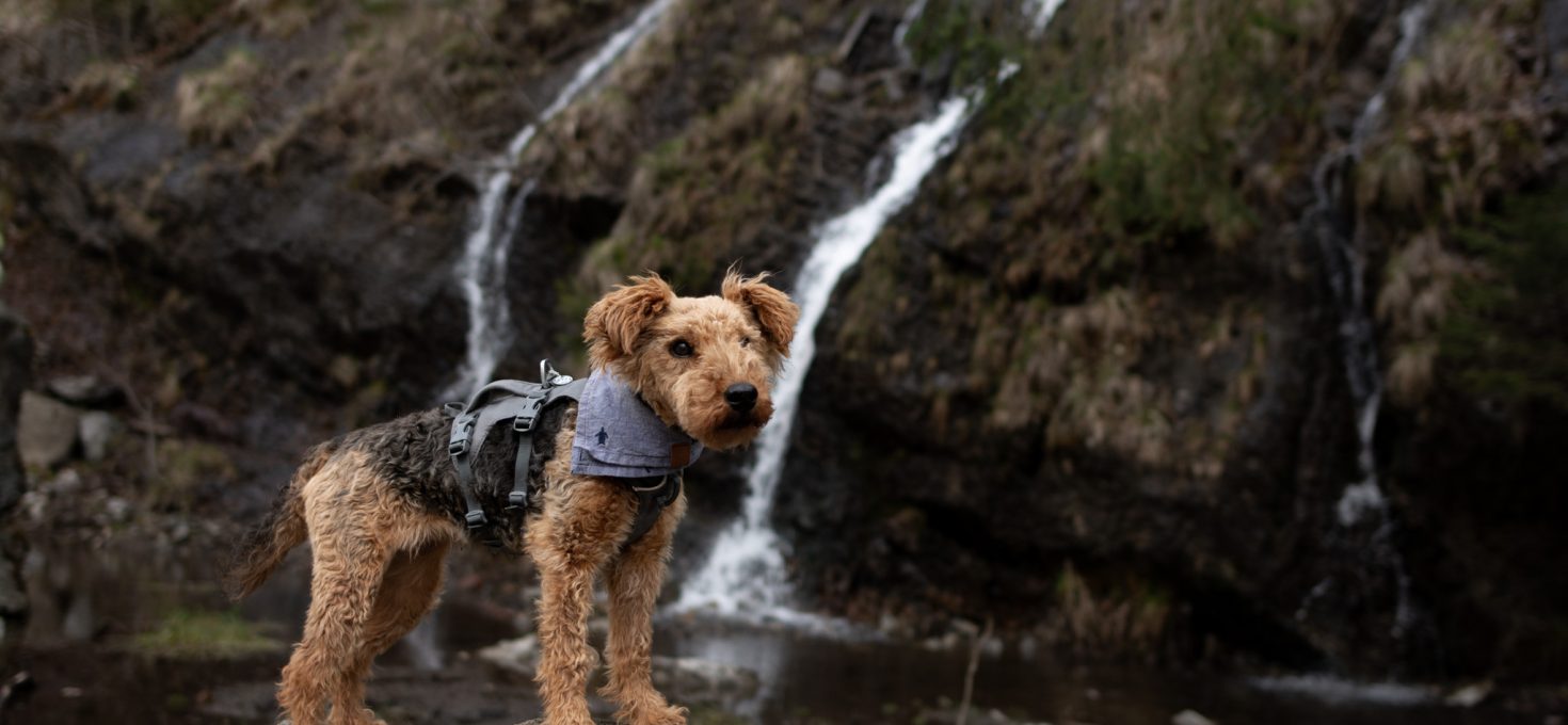 Durch das Okertal – Verlobungsinsel, Romkerhaller Wasserfall, Kästeklippen (17,5 km)