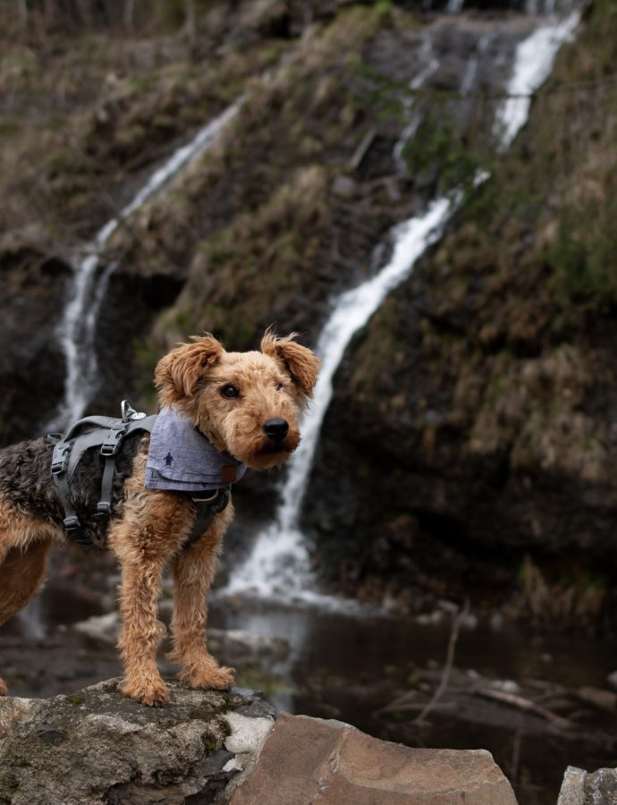 Durch das Okertal – Verlobungsinsel, Romkerhaller Wasserfall, Kästeklippen (17,5 km)